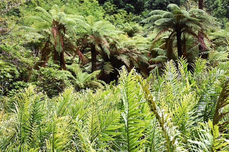 原产新西兰蓬加或蓬加蕨类;Cyathea Dealbata